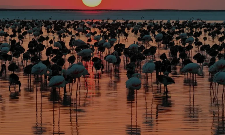 Tuz Gölü Flamingo Popülasyonunda Son 5 Yılın Rekoru